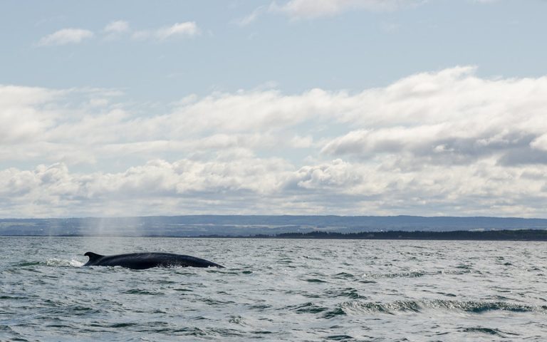 Observer les baleines à Tadoussac