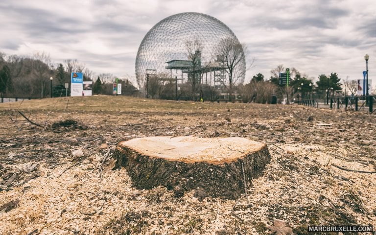 Parc Jean Drapeau – 1000 arbres sacrifiés et pas de piscine cet été